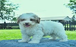 Mini Goldendoodle dogs for sale: Zane - Image 6