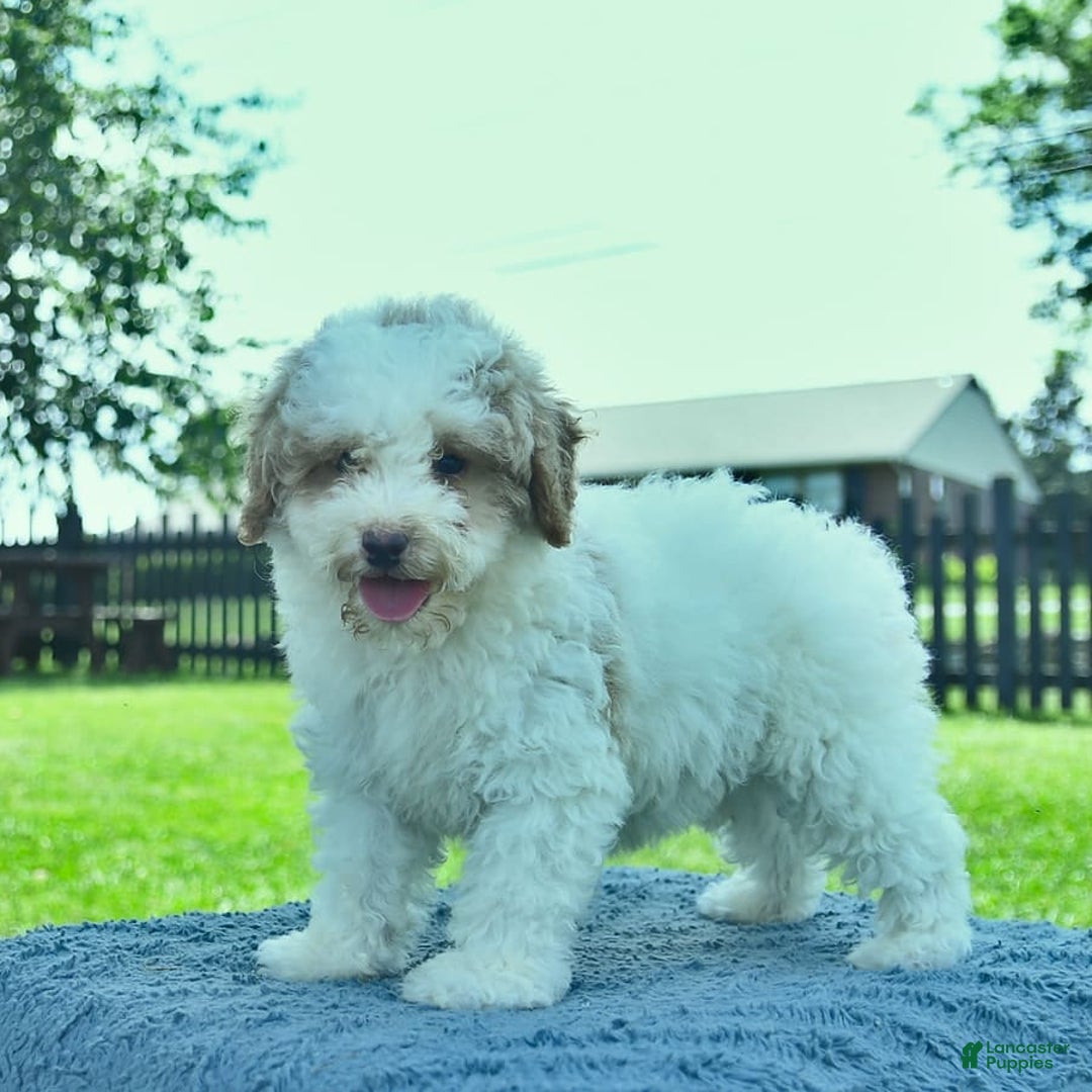 Mini Goldendoodle dogs for sale: Zane - Image 6