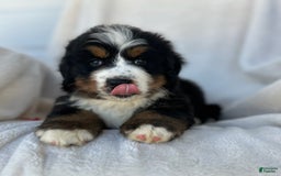 Bernese Mountain Dog dogs for sale: Bailey - Image 2