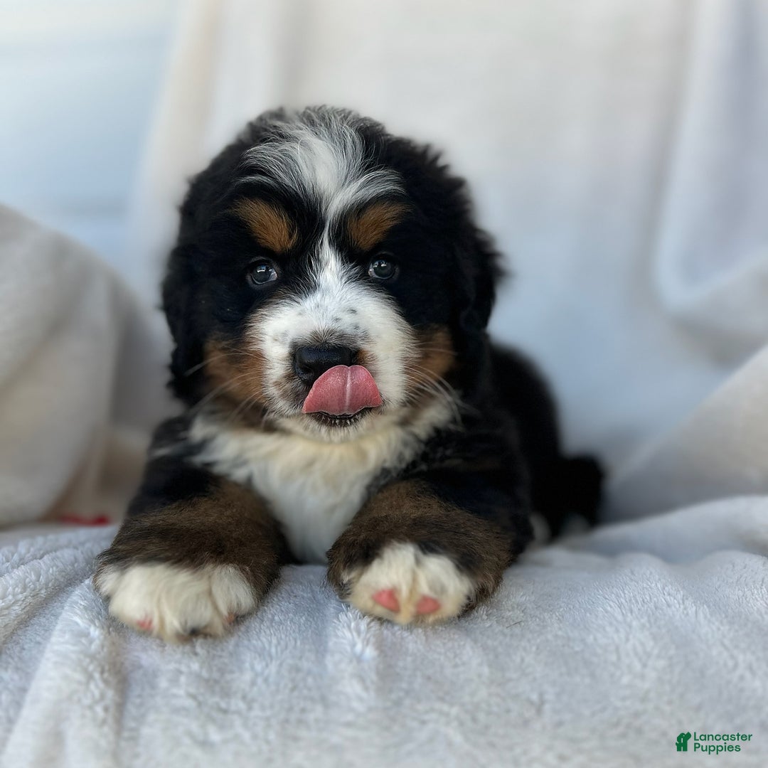 Bernese Mountain Dog dogs for sale: Bailey - Image 2
