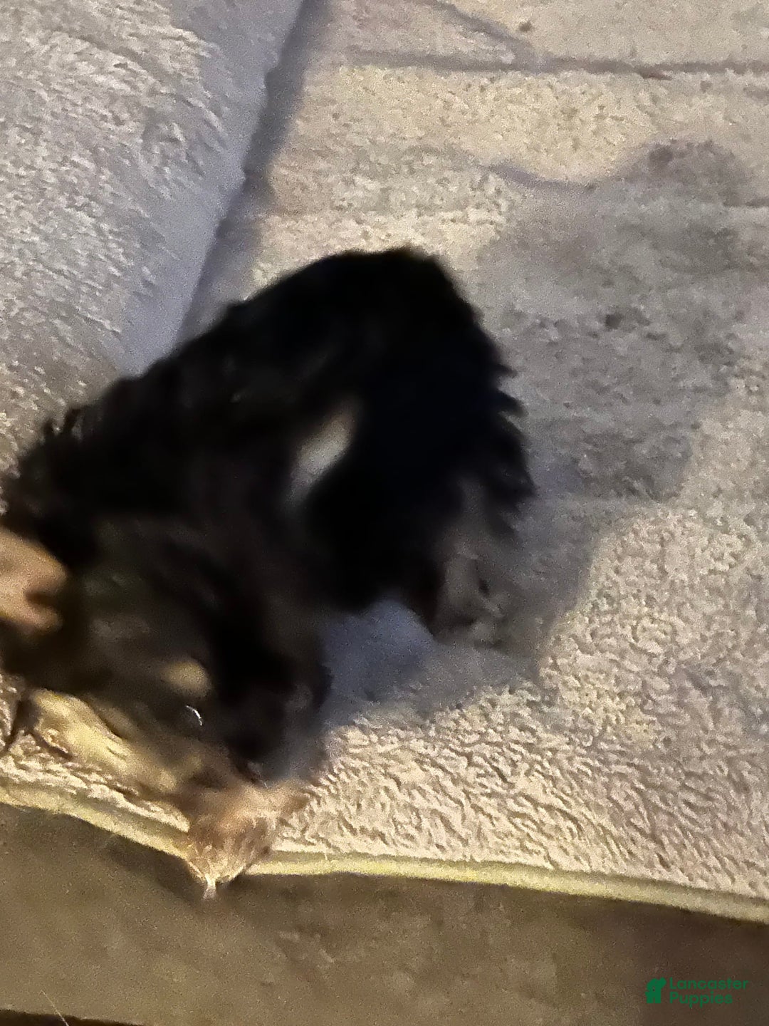 Yorkshire Terrier dogs for sale: Daisy - Image 2
