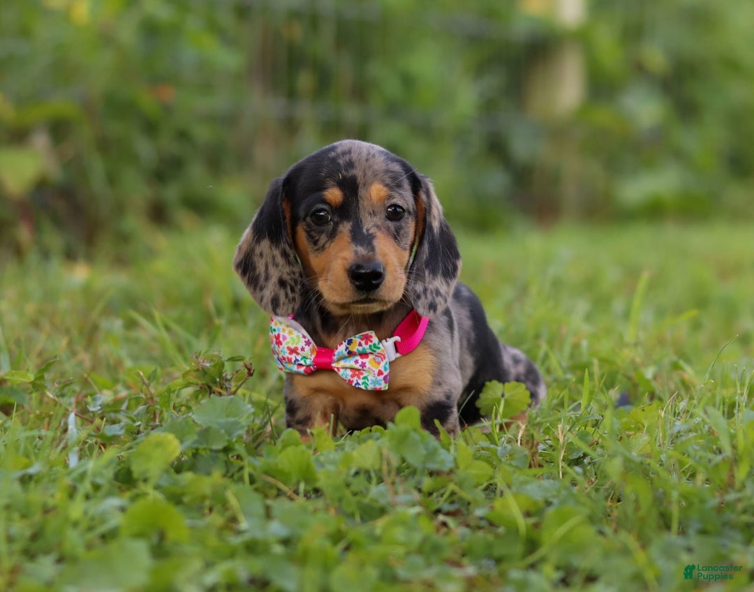 Miniature Dachshund dogs for sale: Sadie - Image 4