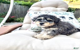 Mini Goldendoodle dogs for sale: Bailey - Image 3
