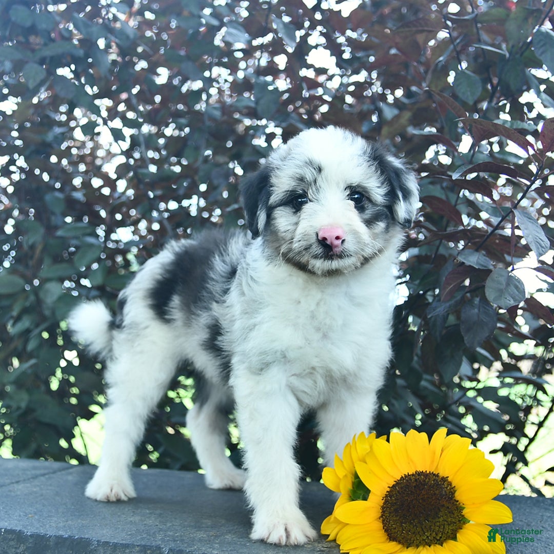 Aussiedoodle dogs for sale: Misty - Image 2
