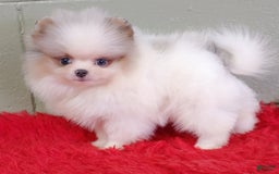 Pomeranian dogs for sale: Joker - Image 5