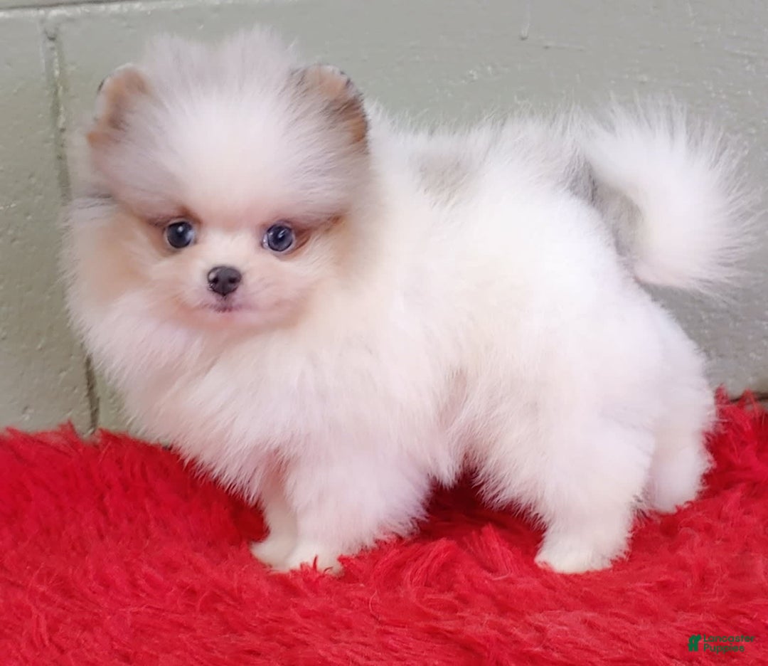 Pomeranian dogs for sale: Joker - Image 5