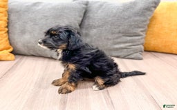 Yorkiepoo dogs for sale: Murphy - Image 2