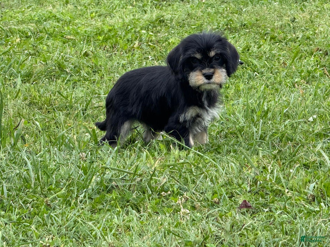 Miniature Schnauzer dogs for sale: Paula - Image 3