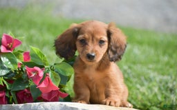 Miniature Dachshund dogs for sale: Dallas - Image 8
