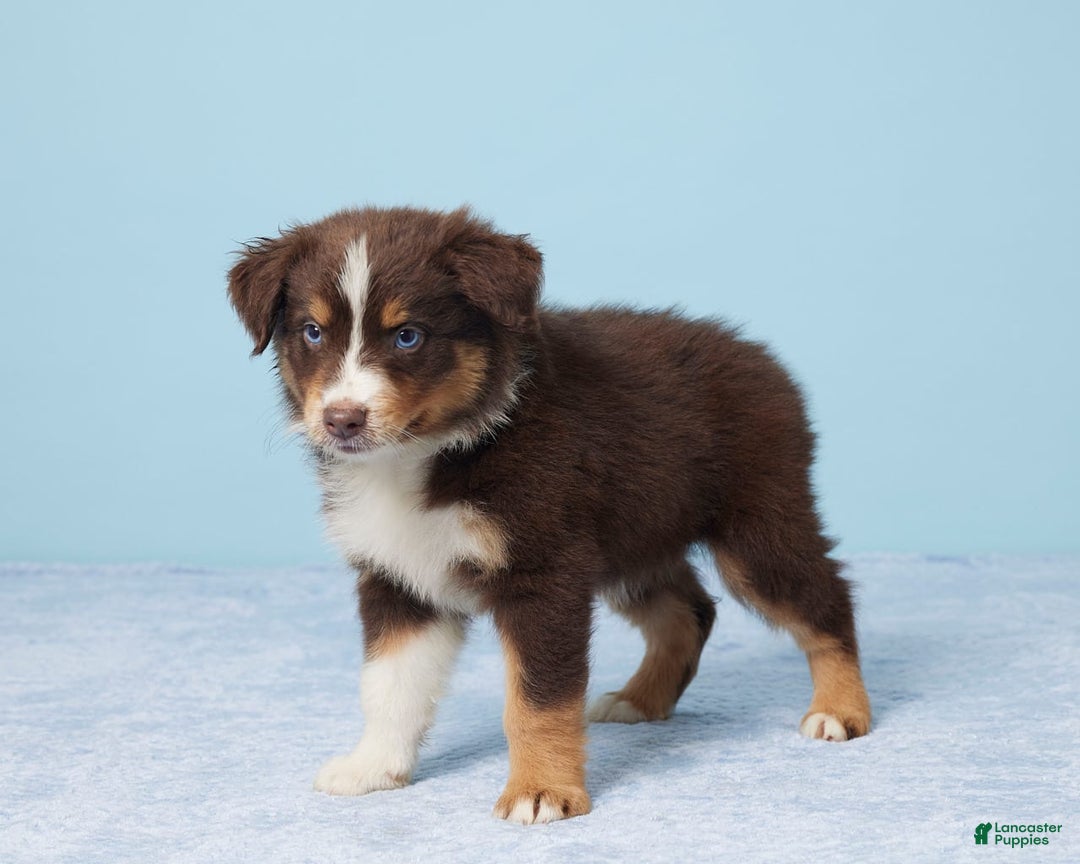 Australian Shepherd dogs for sale: Ellie - Image 2