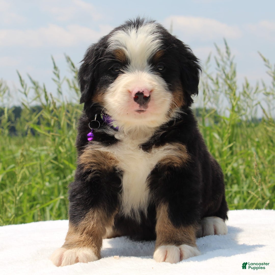 Bernese Mountain Dog dogs for sale: Wenka - Image 2