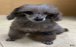 Toy Poodle dogs for sale: Udon - Image 1