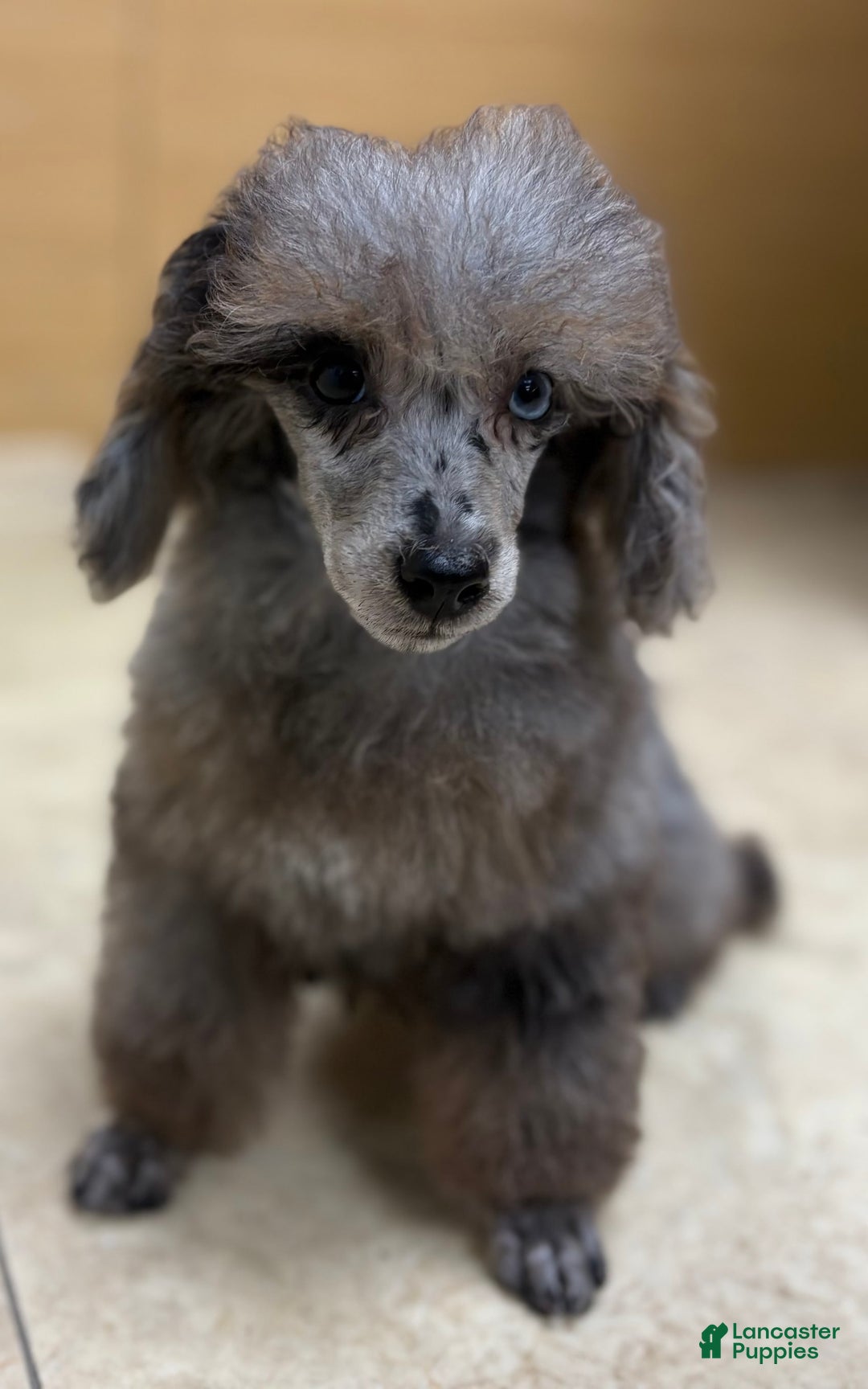Toy Poodle dogs for sale: Udon - Image 1