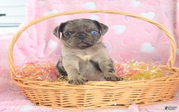 Pug dogs for sale: Abby - Image 2
