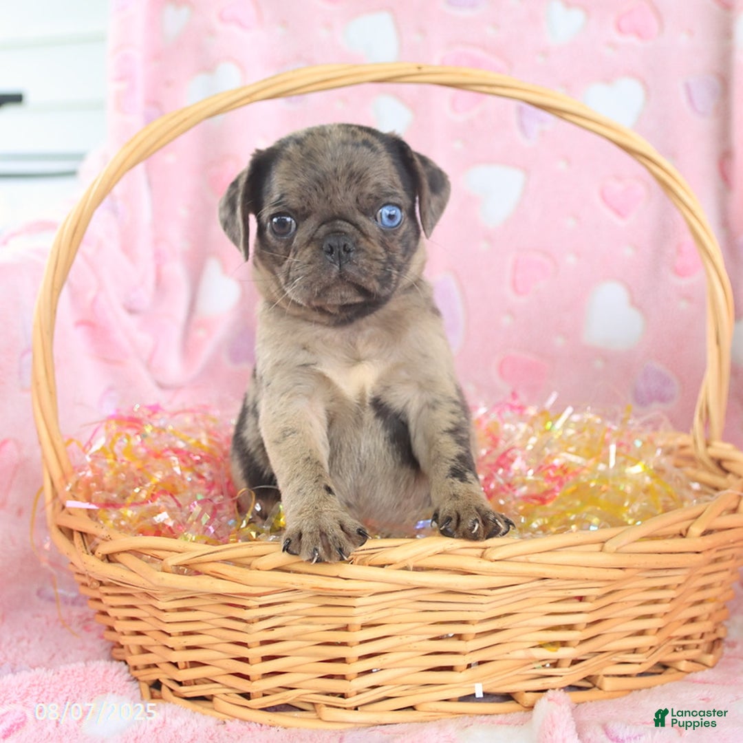Pug dogs for sale: Abby - Image 2