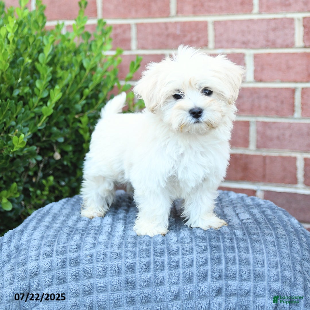Maltese dogs for sale: Snickers - Image 1