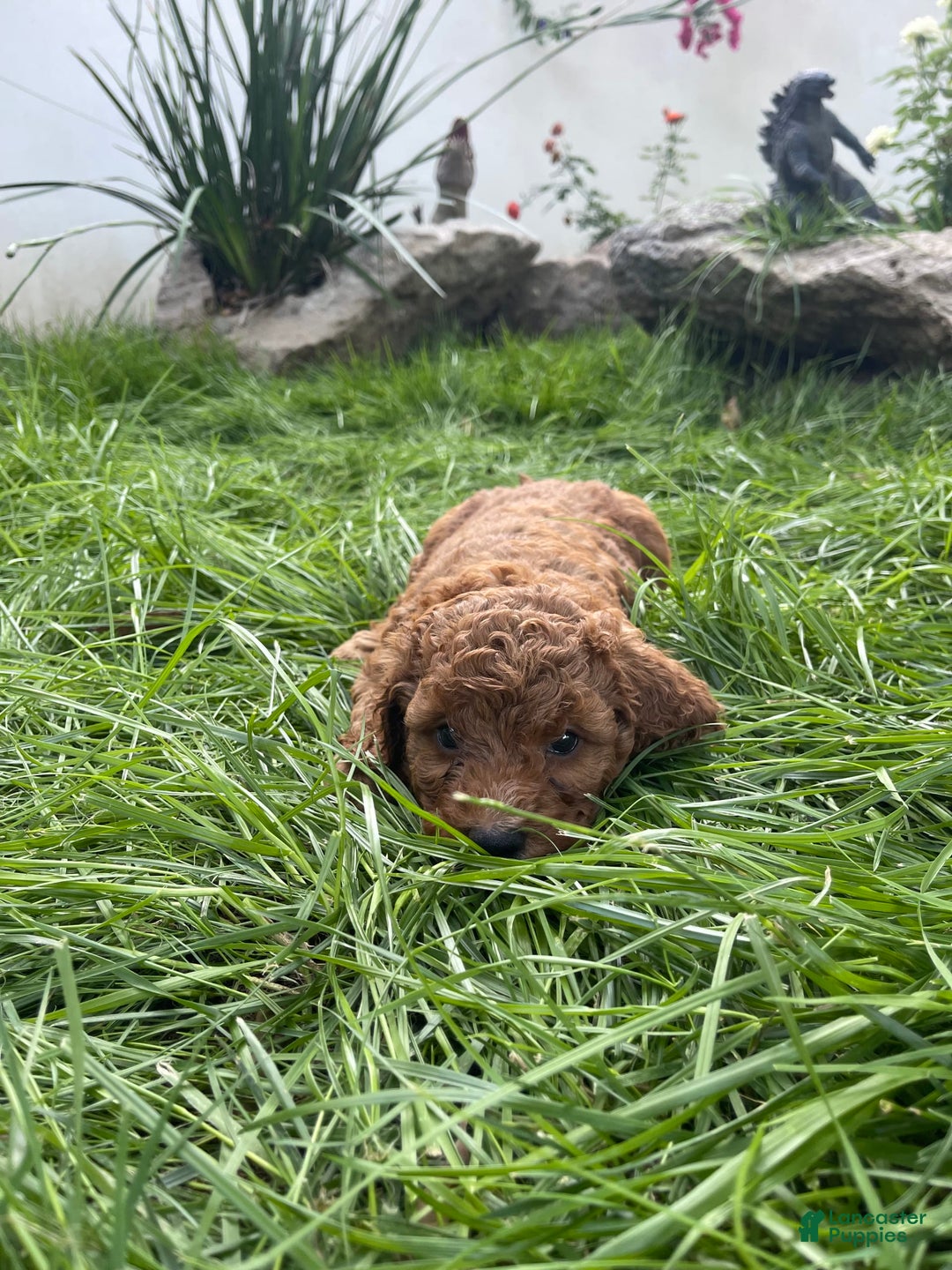 Goldendoodle dogs for sale: Goldendoodle - Image 6