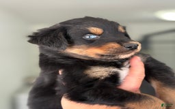 Australian Shepherd dogs for sale: Mikoh - Image 1