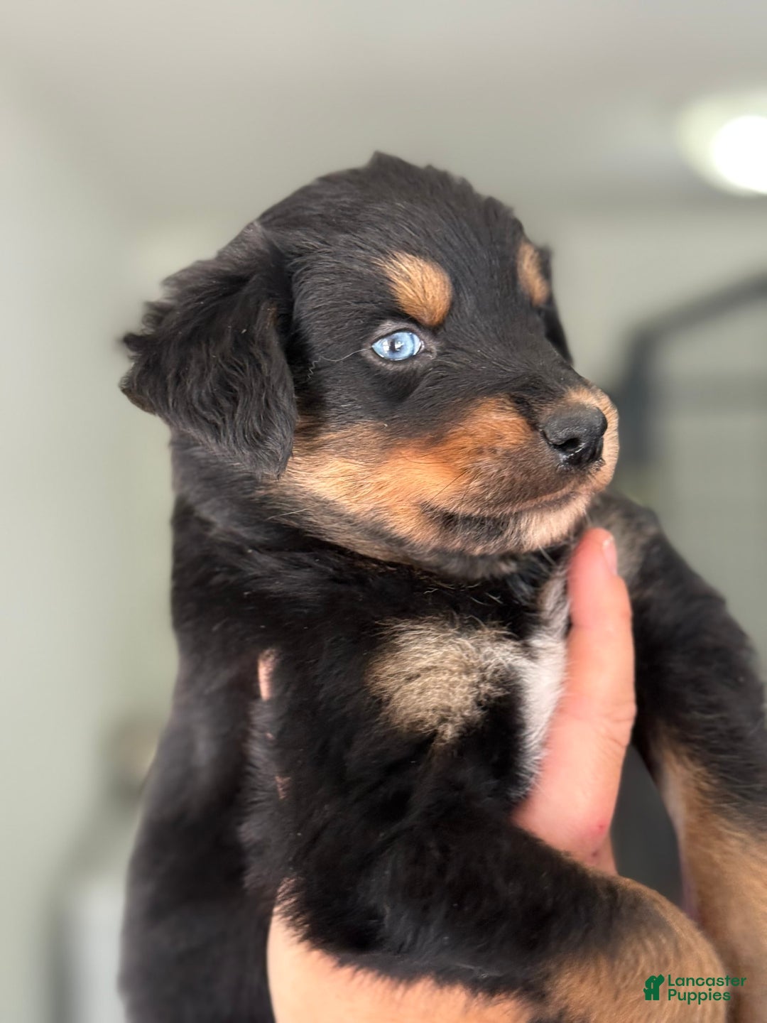 Australian Shepherd dogs for sale: Mikoh - Image 1