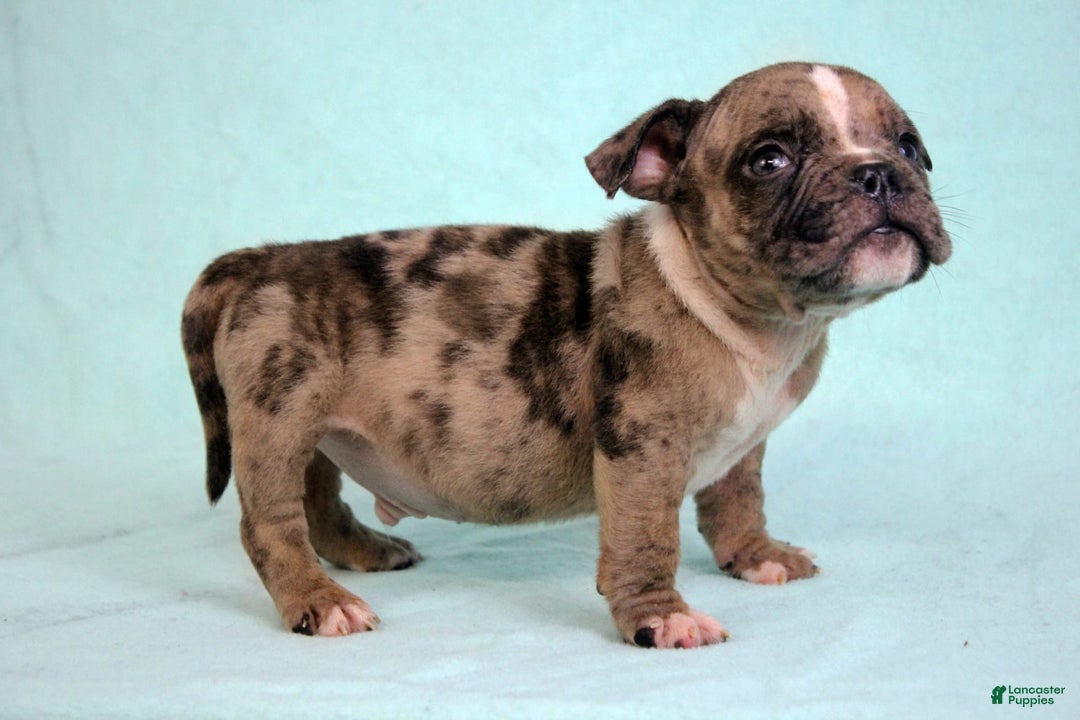 American Bully dogs for sale: Black Brindle Merle Male - Image 5