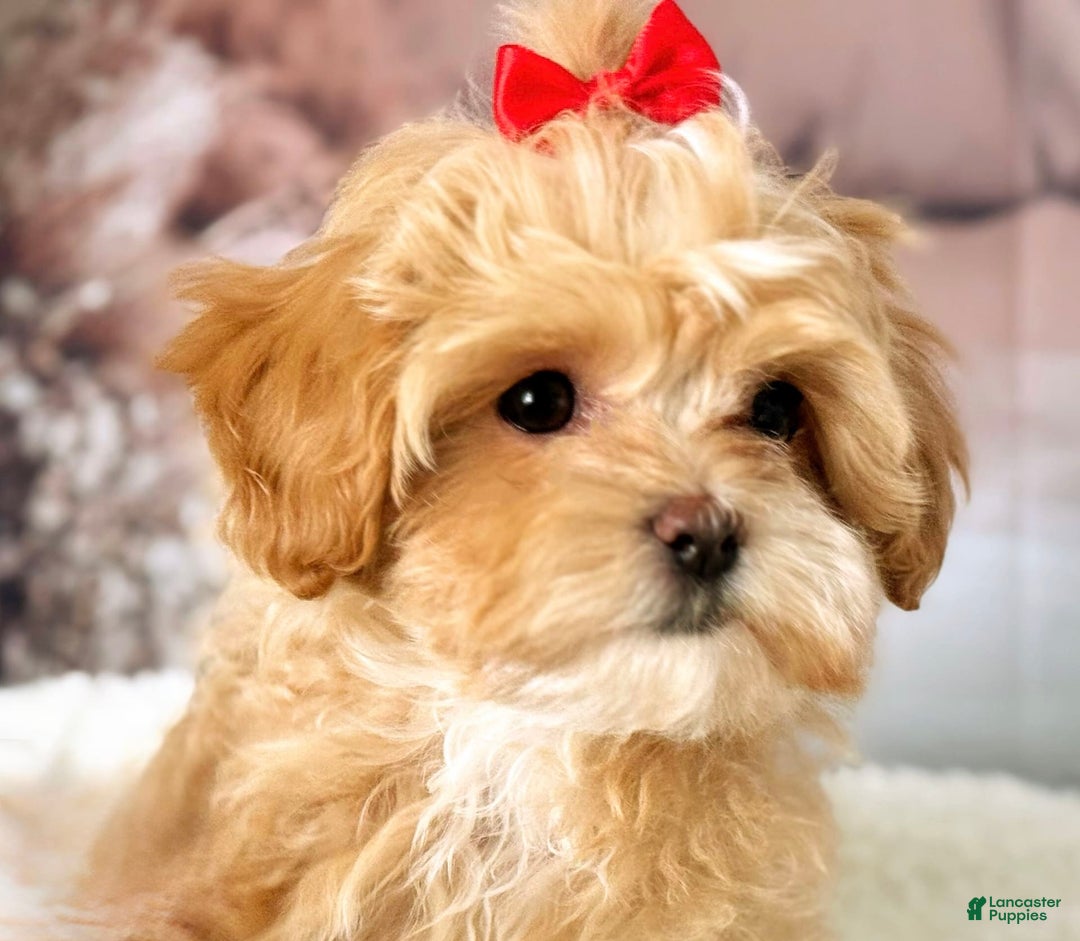 Maltipoo dogs for sale: Red Collared Boy - Image 5