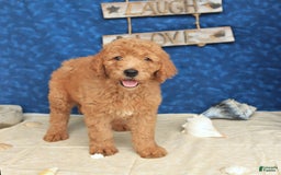 Goldendoodle dogs for sale: Lady - Image 2