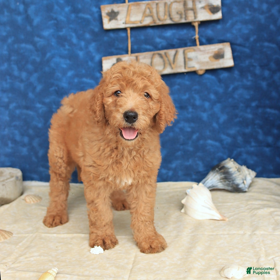 Goldendoodle dogs for sale: Lady - Image 2