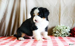 Bernese Mountain Dog dogs for sale: Milo - Image 4