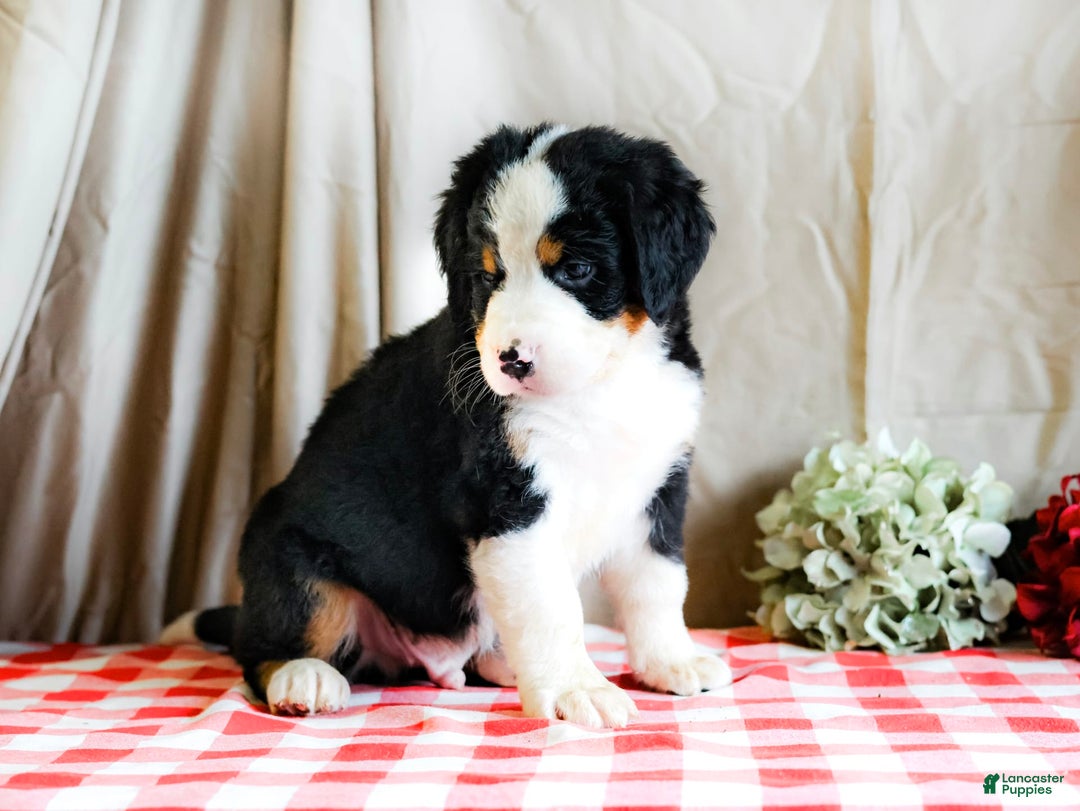 Bernese Mountain Dog dogs for sale: Milo - Image 4