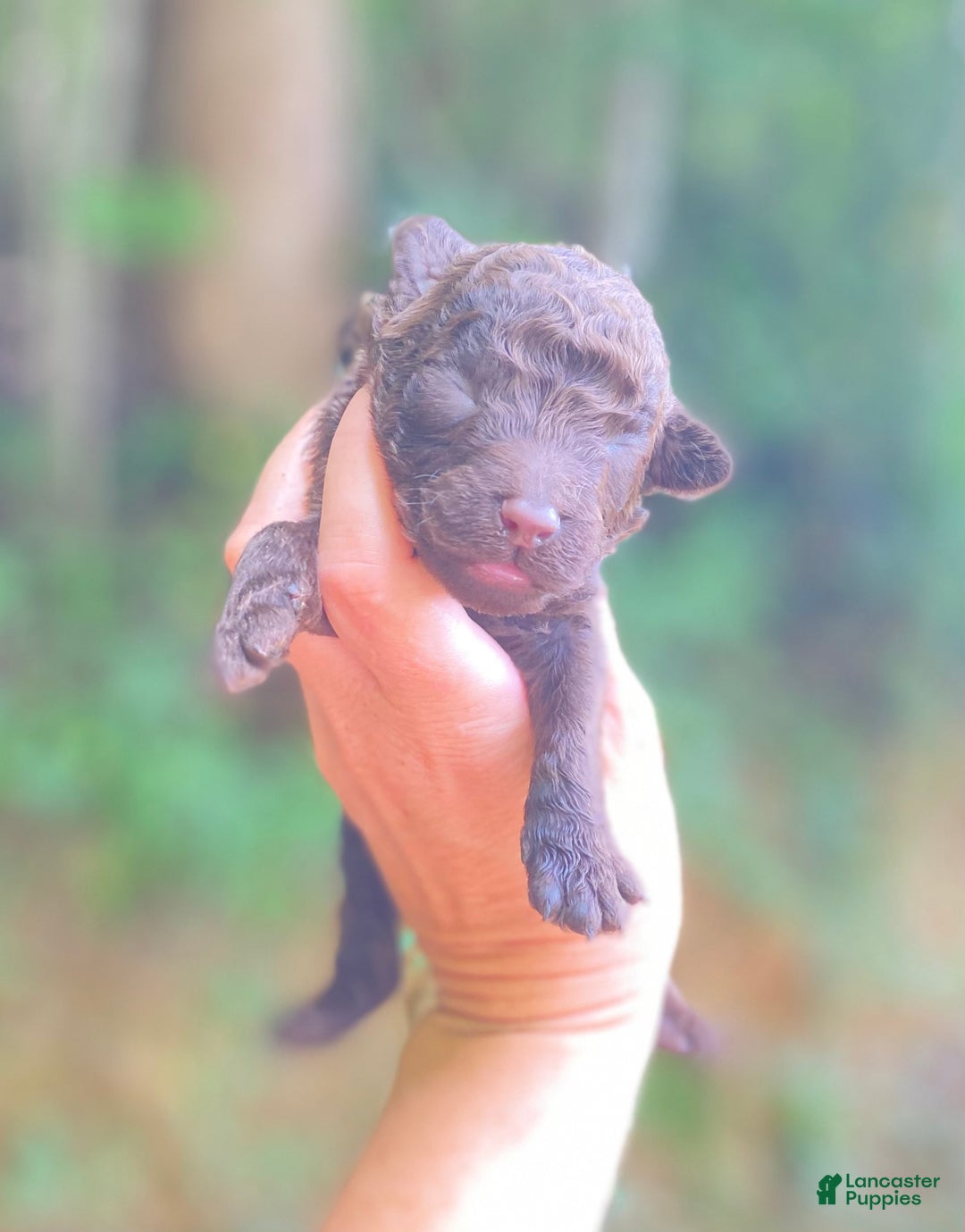 Goldendoodle dogs for sale: Choco - Image 4