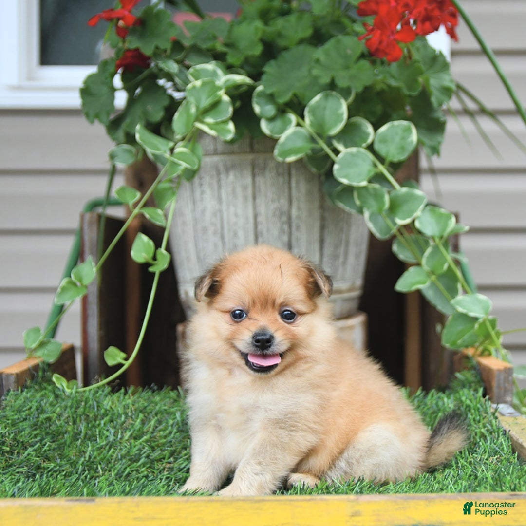 Pomeranian dogs for sale: Carson - Image 5