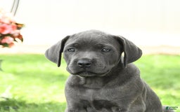 Cane Corso dogs for sale: Bunny - Image 2