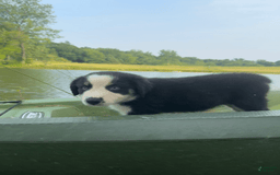 Australian Shepherd dogs for sale: Alejandro-ollie - Image 3