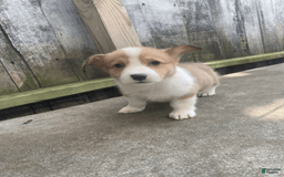 Welsh Corgi Pembroke dogs for sale: Octavia - Image 8