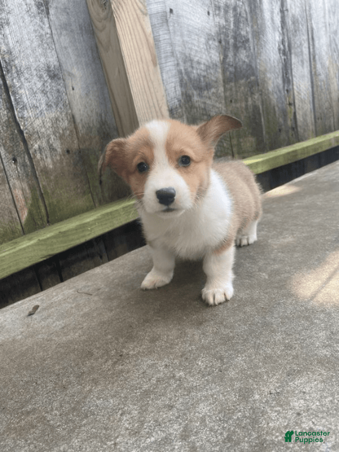 Welsh Corgi Pembroke dogs for sale: Octavia - Image 8