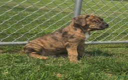 Cane Corso dogs for stud: Cane Corso 5 puppies - Image 1