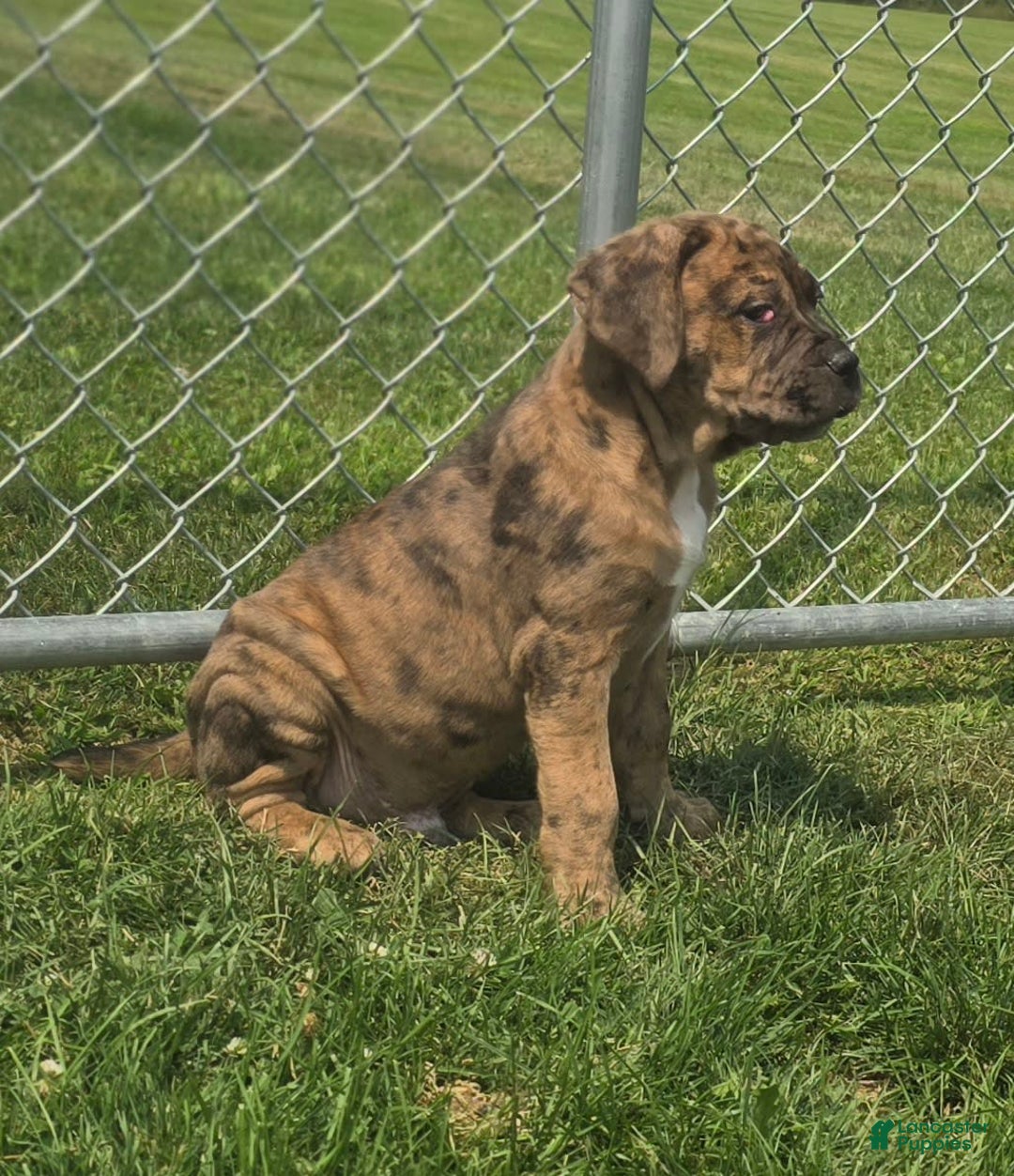 Cane Corso dogs for stud: Cane Corso 5 puppies - Image 1