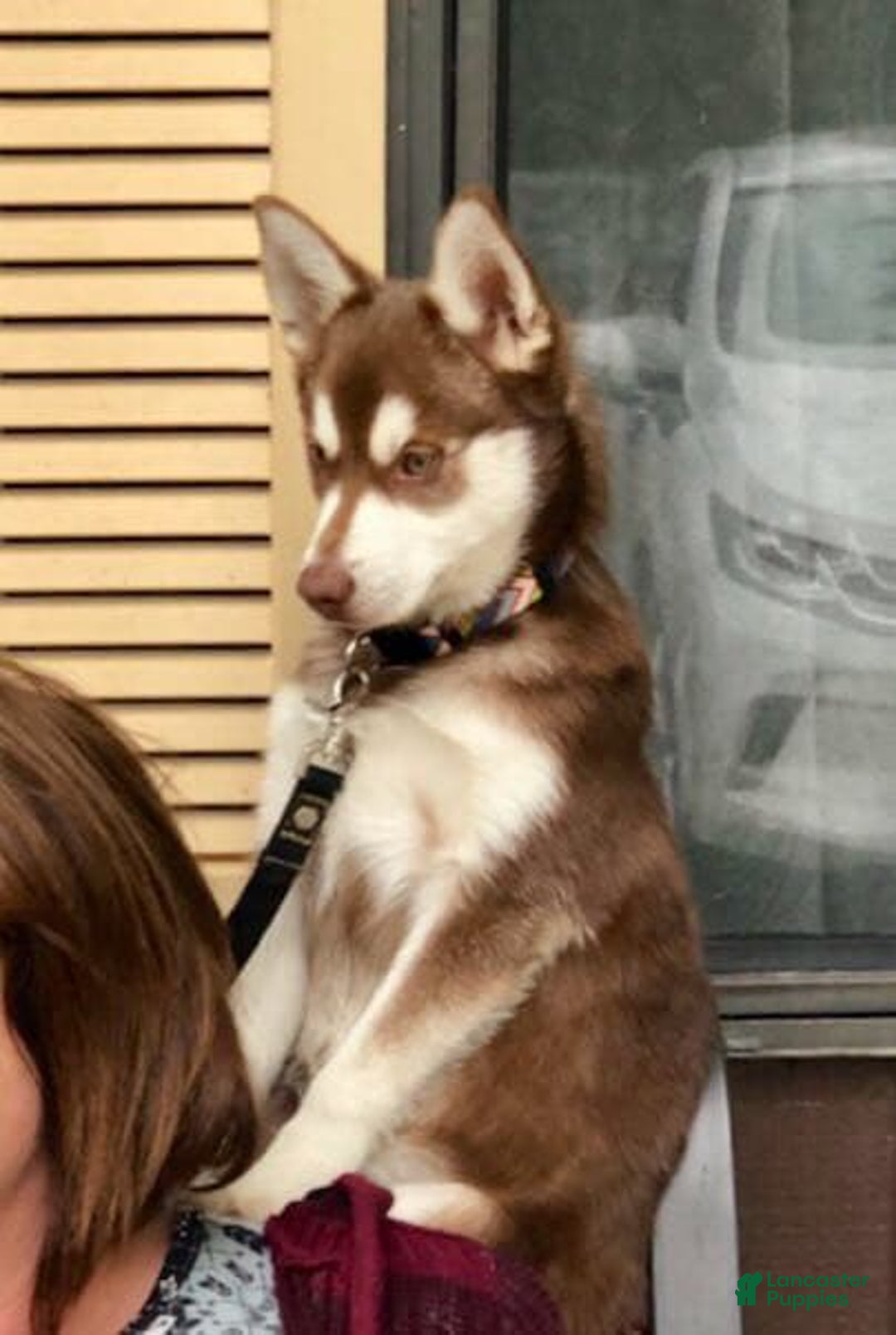 Alaskan Klee Kai dogs for sale: Blue Collar - Image 3