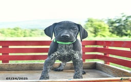 German Shorthaired Pointer dogs for sale: Hunter - Image 1