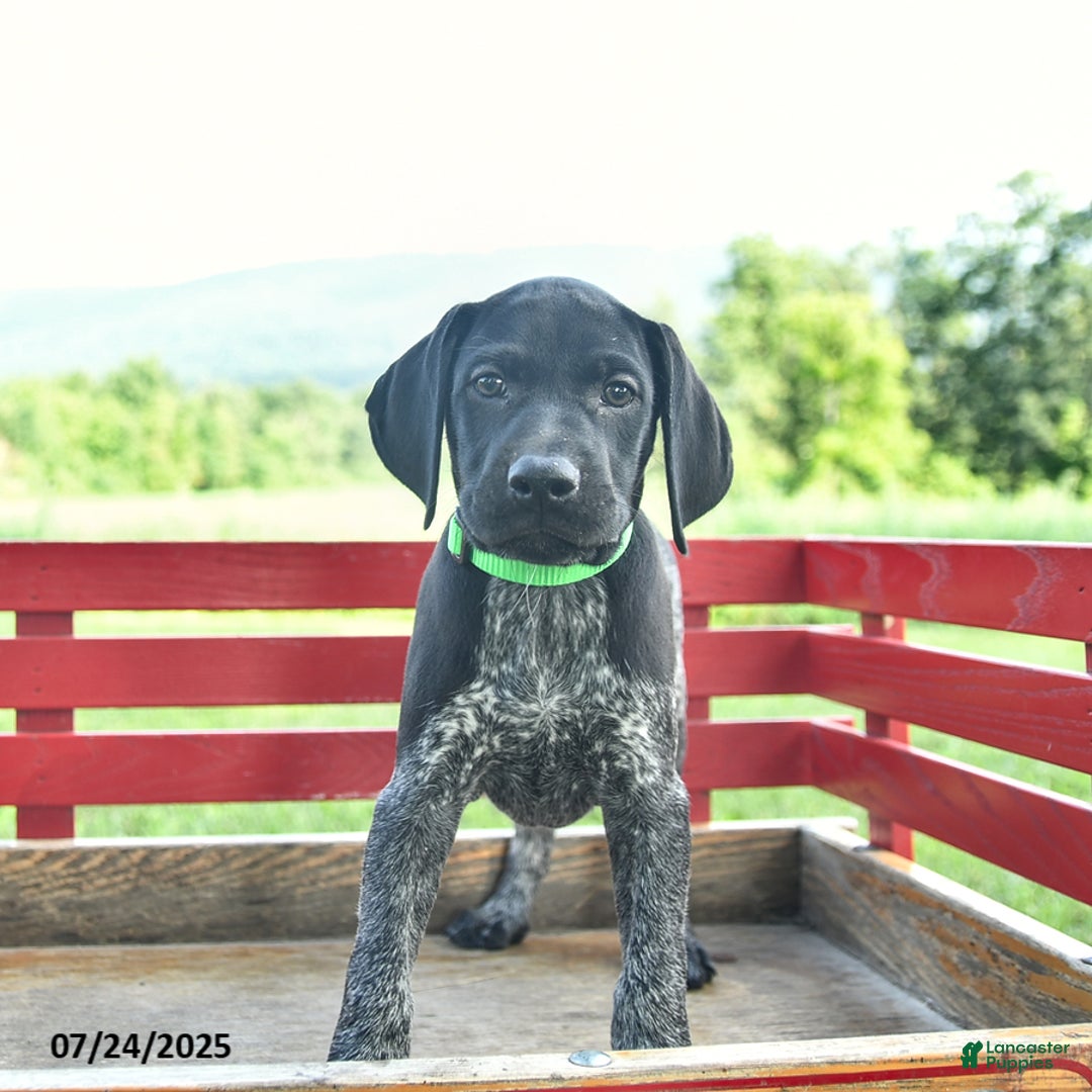 German Shorthaired Pointer dogs for sale: Hunter - Image 1
