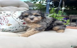 Mini Goldendoodle dogs for sale: Salma - Image 5
