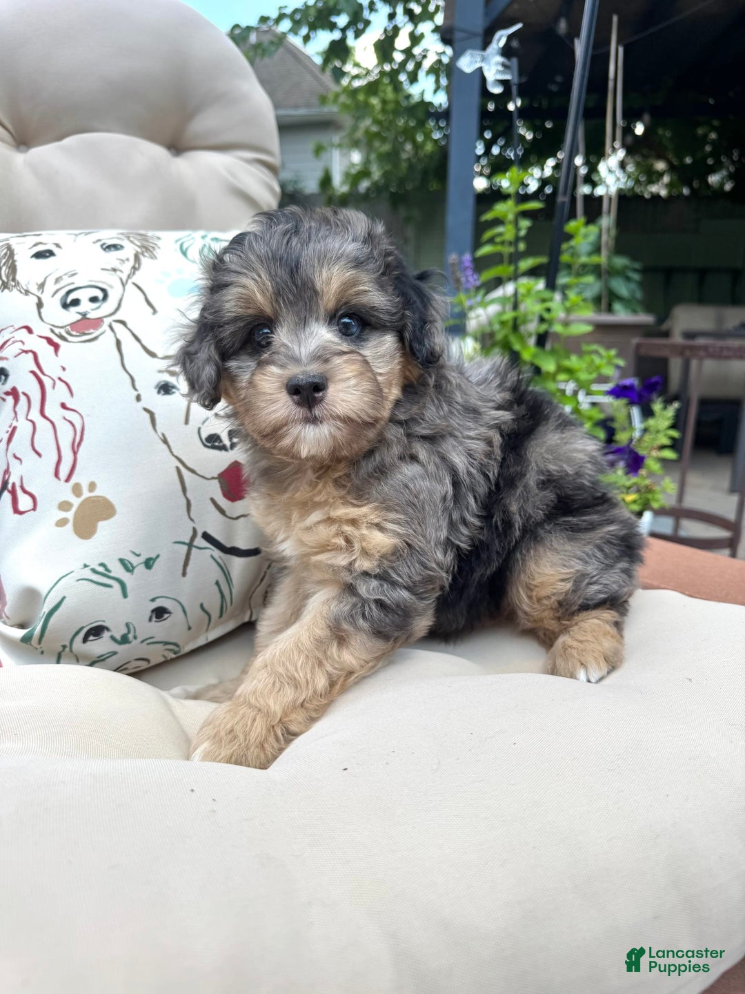 Mini Goldendoodle dogs for sale: Salma - Image 5