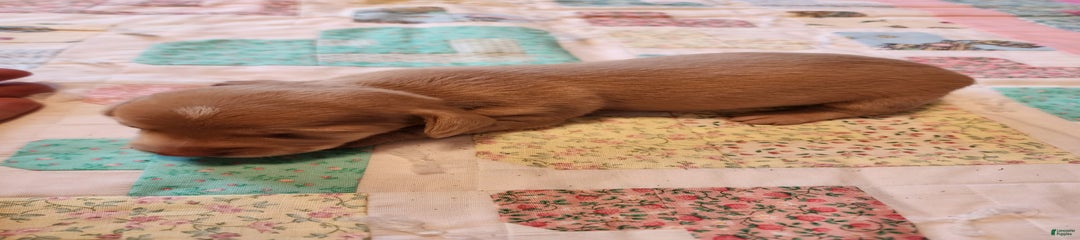 Cora
