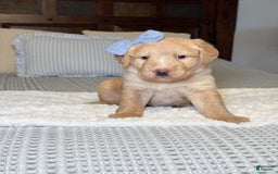 Labradoodle dogs for sale: Caramel - Image 3