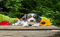 Miniature Dachshund dogs for sale: Enzo - Image 4