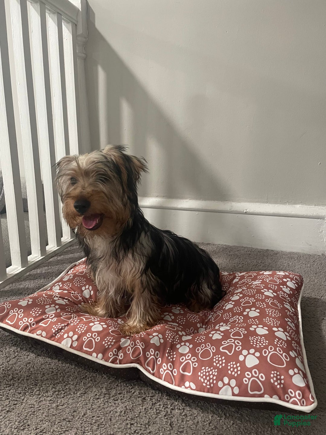 Yorkshire Terrier dogs for sale: Max - Image 3