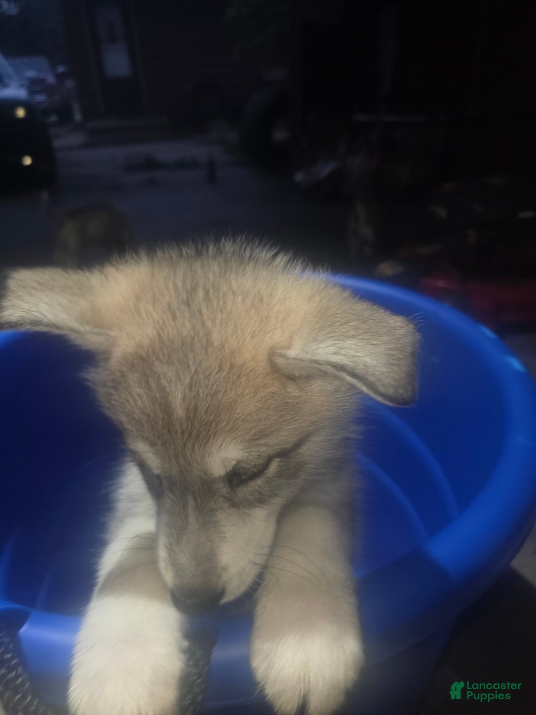 Gerberian Shepsky dogs for sale: Lucy - Image 3