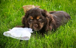 Cocker Spaniel dogs for sale: Dane - Image 8
