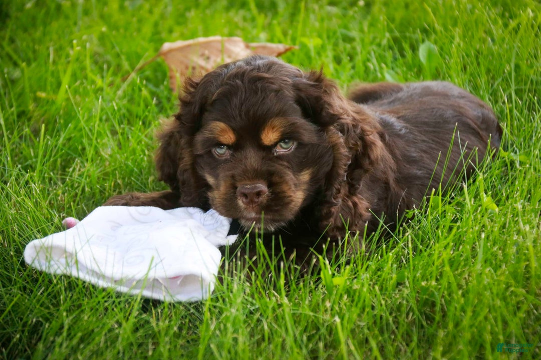 Cocker Spaniel dogs for sale: Dane - Image 8