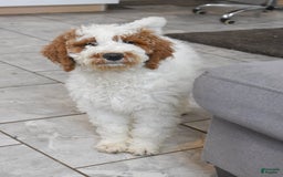 Goldendoodle dogs for sale: Scout - Image 3